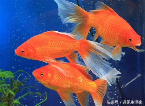 燕尾草金魚|草種金魚